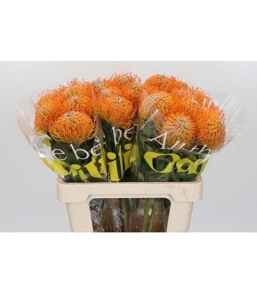 Nutans Ayoba sun 50 cm