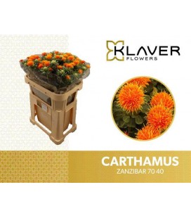 Carthamus zanzibar 70 cm 