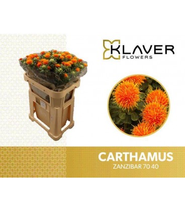 Carthamus zamzibar 80 cm extra