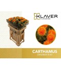 Carthamus zamzibar 80 cm extra