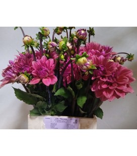Dahlia Pink Runner 50 cm