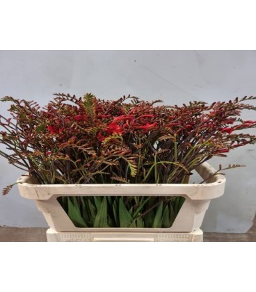 Crocosmia Lucifier 85 cm