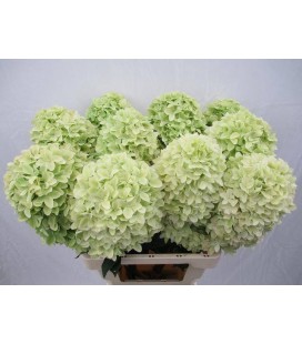 Hortensia mag candle 65 cm