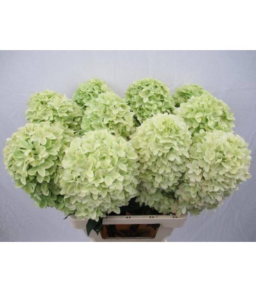 Hortensia mag candle 65 cm
