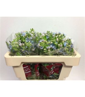 Oxypetalum pure blue 45 cm