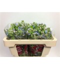 Oxypetalum pure blue 45 cm