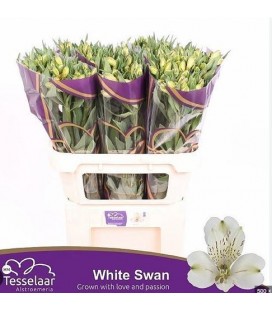 Alstromeria White Swan 75 cm