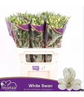 Alstromeria White Swan 75 cm