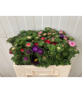 Reine marguerite botte 50 cm