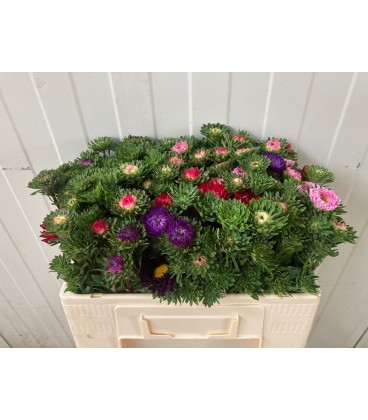 Reine marguerite botte 50 cm