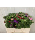 Reine marguerite botte 50 cm