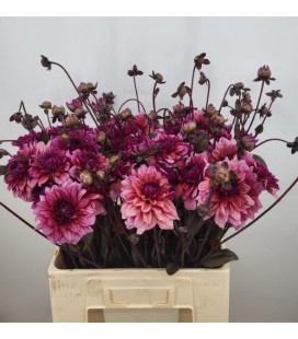 Dahlia Molly Raven 60 cm