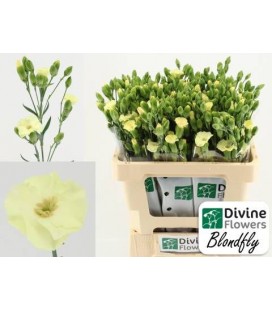 Oeillet Sol Blondfly 60 cm *20