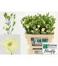 Oeillet Sol Blondfly 60 cm *20