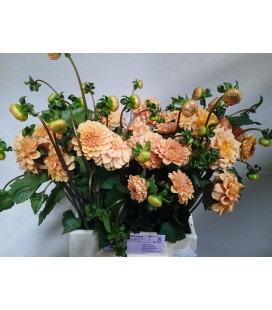Dahlia Golden scepter 50 cm