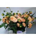 Dahlia Golden scepter 50 cm