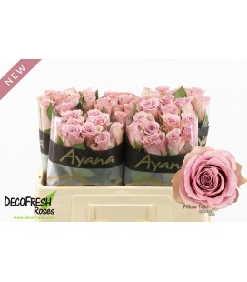 Rose Pillow talk 50 cm
