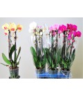 Phalaeno Cascade Mix Ø12 h55