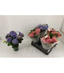 Hortensia Mag Revolution Ø 14