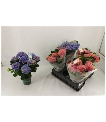 Hortensia Mag Revolution Ø 14