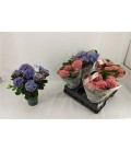 Hortensia Mag Revolution Ø 14