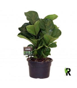 Ficus Lyrata bambino Ø21
