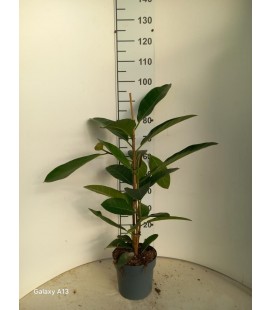 Ficus bengahalensis roy Ø 21 h120