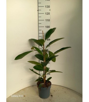 Ficus bengahalensis roy Ø 21 h120