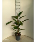 Ficus bengahalensis roy Ø 21 h120