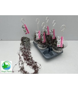 Ceropegia silver glory Ø14 h 75