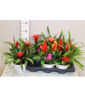 Composition Bromelia Ø17