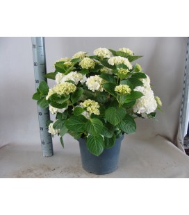 Hortensia White sun Ø29 h55