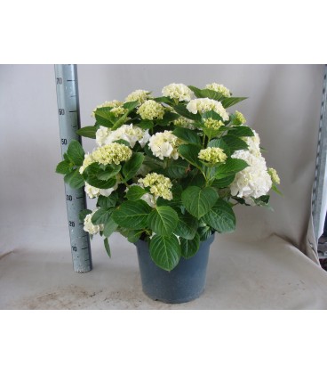 Hortensia White sun Ø29 h55