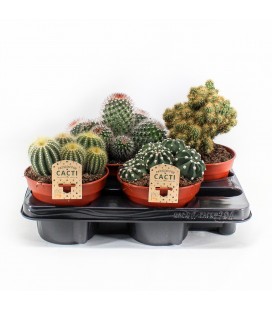 Cactus Ø 15 