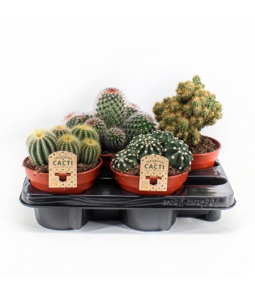 Cactus Ø 15 