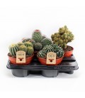 Cactus Ø 15 