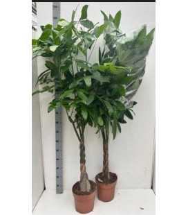 Pachira Aquatica Ø 24 h 170