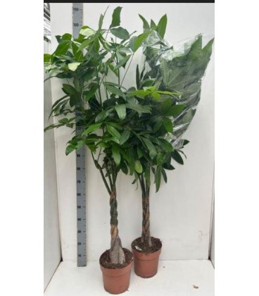 Pachira Aquatica Ø 24 h 170