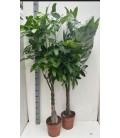 Pachira Aquatica Ø 24 h 170