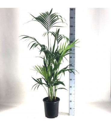 Howea Forsteriana Ø 21