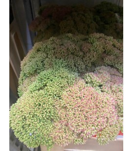 Sedum Spectabile 60 cm