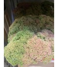 Sedum Spectabile 60 cm