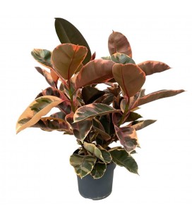 Ficus Belize Ø 14 h 43