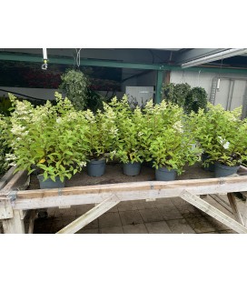 Hydrangea Paniculata Mix Ø27