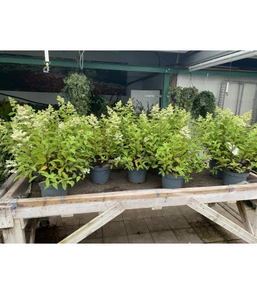 Hydrangea Paniculata Mix Ø27