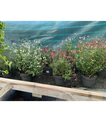 Sauge Microphylla Ø21