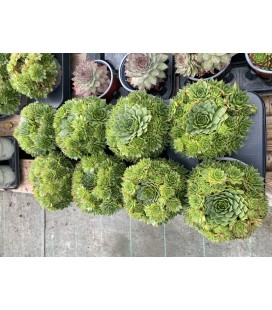 Sempervivum tectorum Ø 13