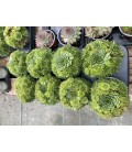 Sempervivum tectorum Ø 13