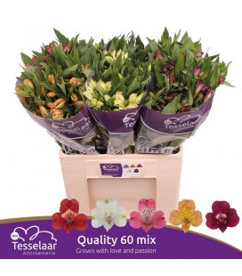 Alstromeria mix dans bac 75 cm colo