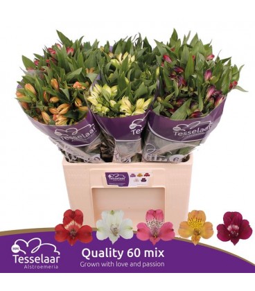 Alstromeria mix dans bac 75 cm colo
